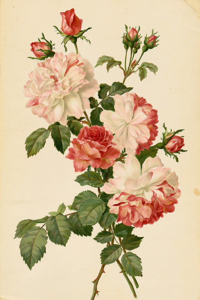 Cream and pink rose stems with open blooms, red buds, and green leaves on ivory paper