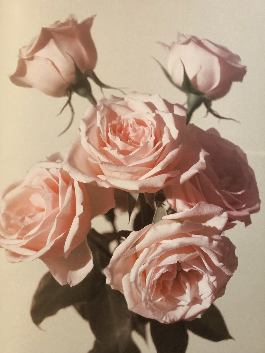 Five pink roses with dark green leaves clustered on a pale cream background