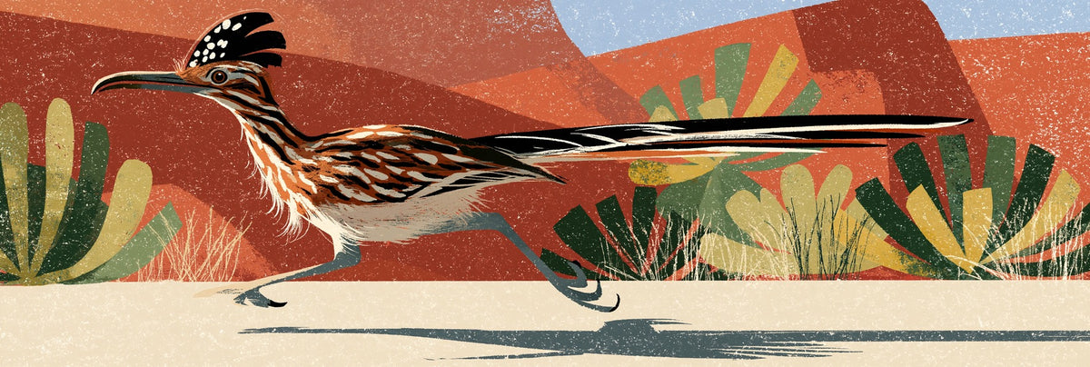 Long-tailed roadrunner striding past terracotta hills and green desert plants above cream ground