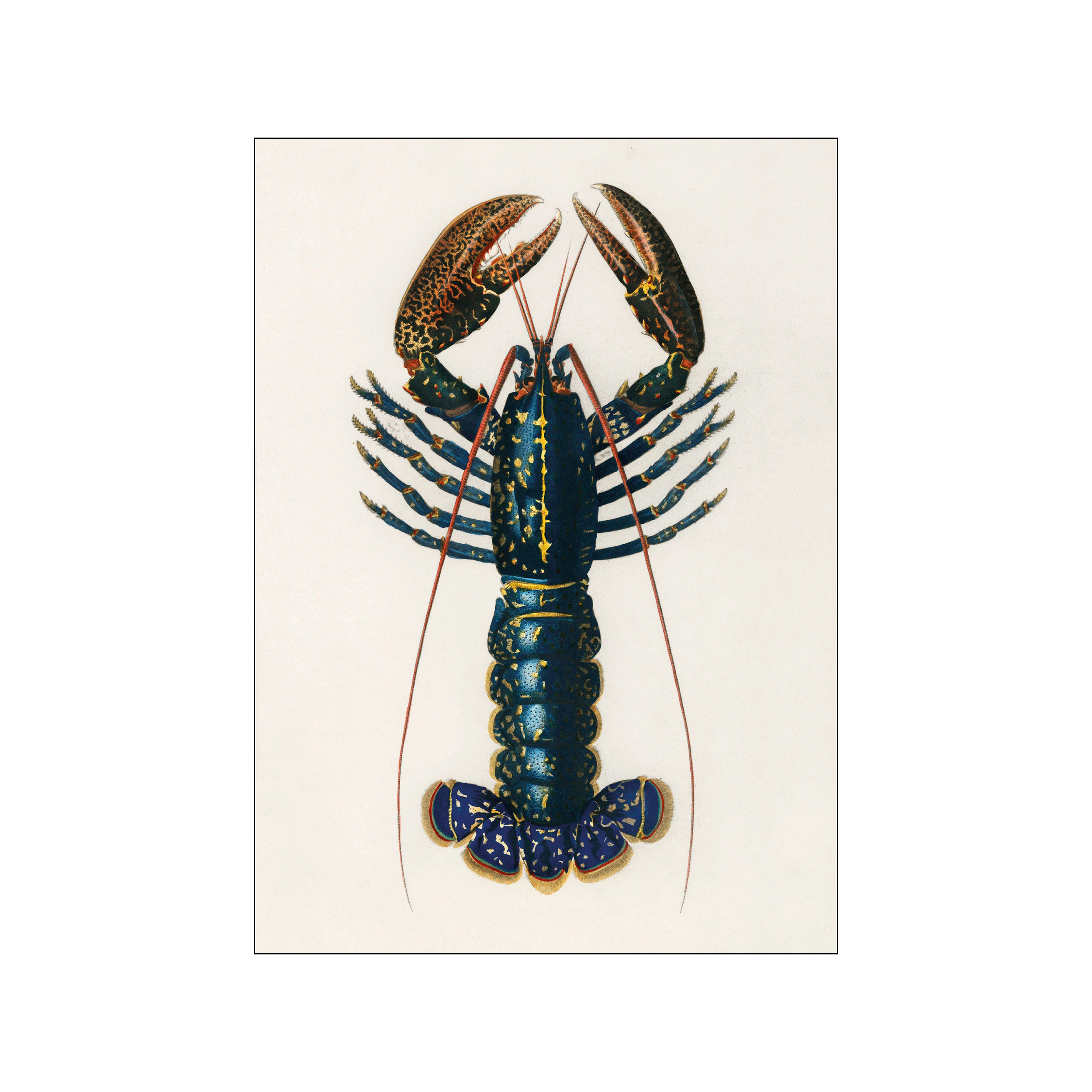 Detailed blue lobster illustration with gold markings and rust-toned claws on a white background