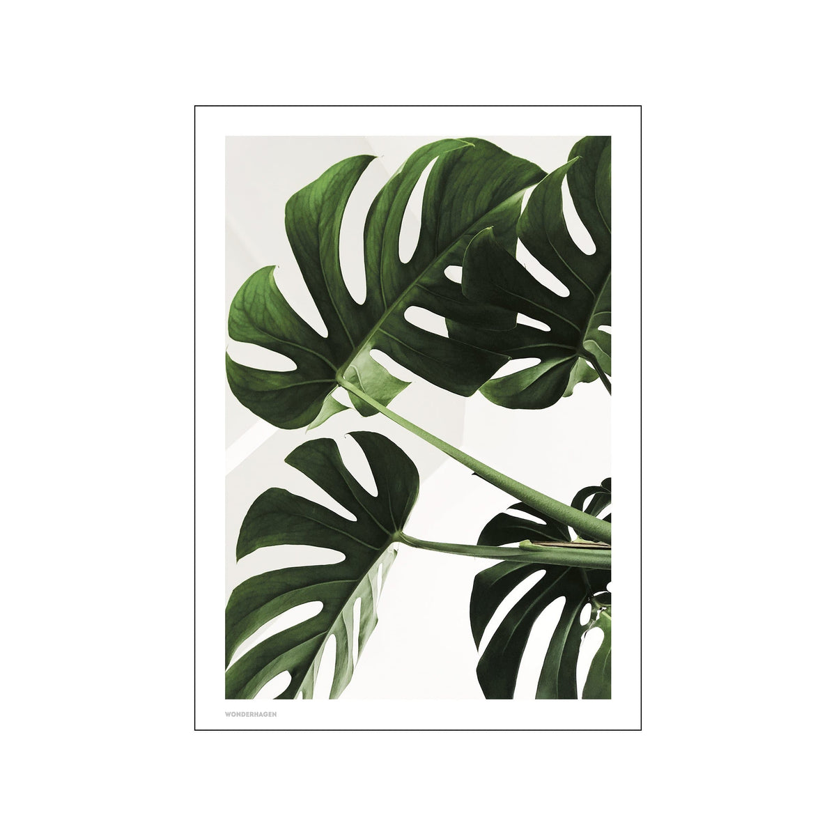 Framed monstera leaf print with large green foliage on a white background and thin black border