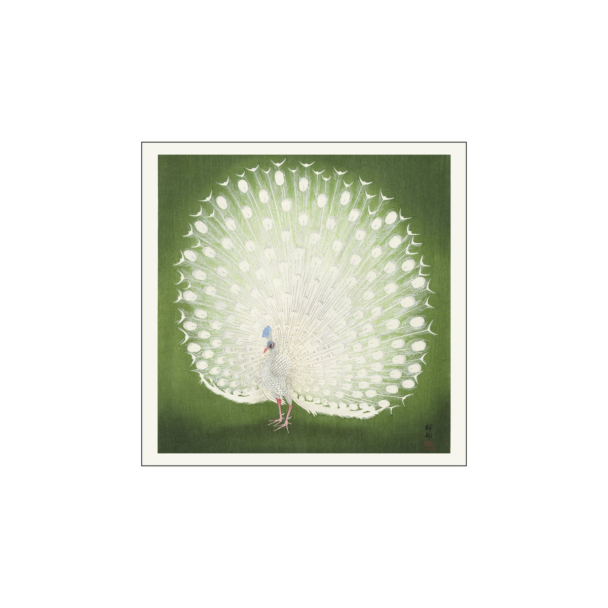 White peacock with fully fanned tail on a deep green square background