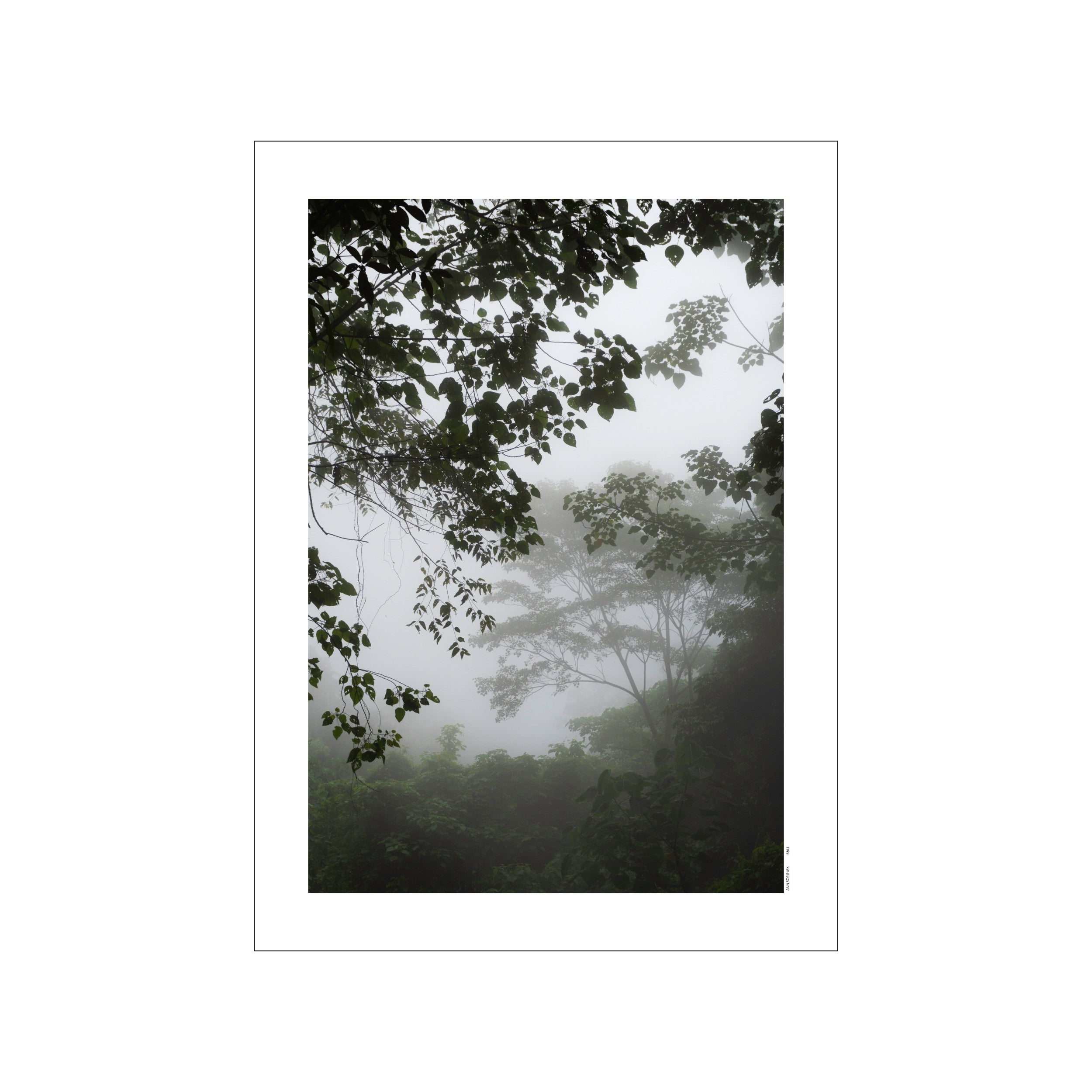 A view into a dense, misty jungle in Bali with dark green foliage in the foreground and softer, blurred trees receding into a soft, gray haze.