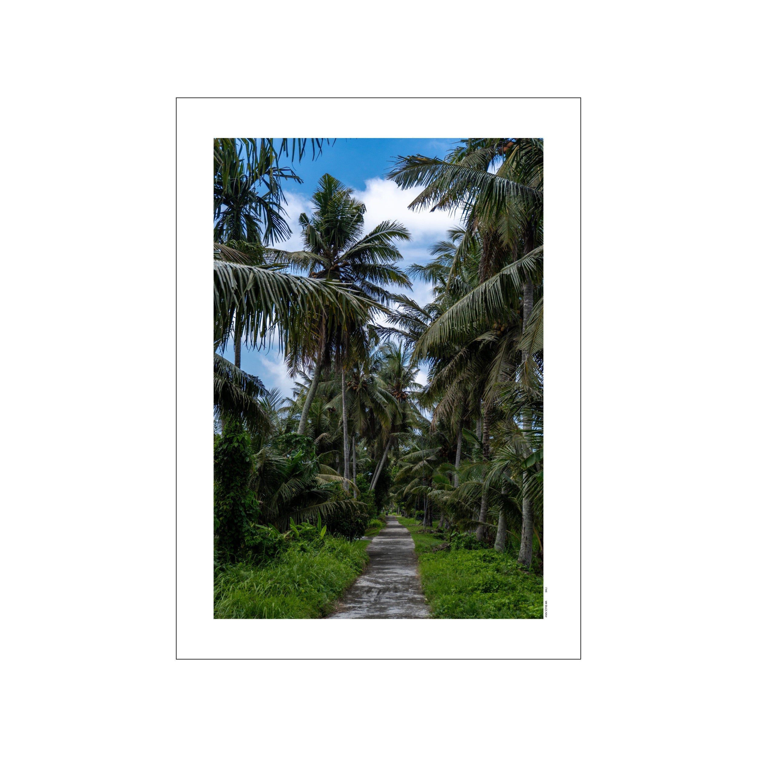 A concrete path winds through a dense jungle of tall palm trees and vibrant green foliage, leading towards a bright blue sky with scattered clouds.