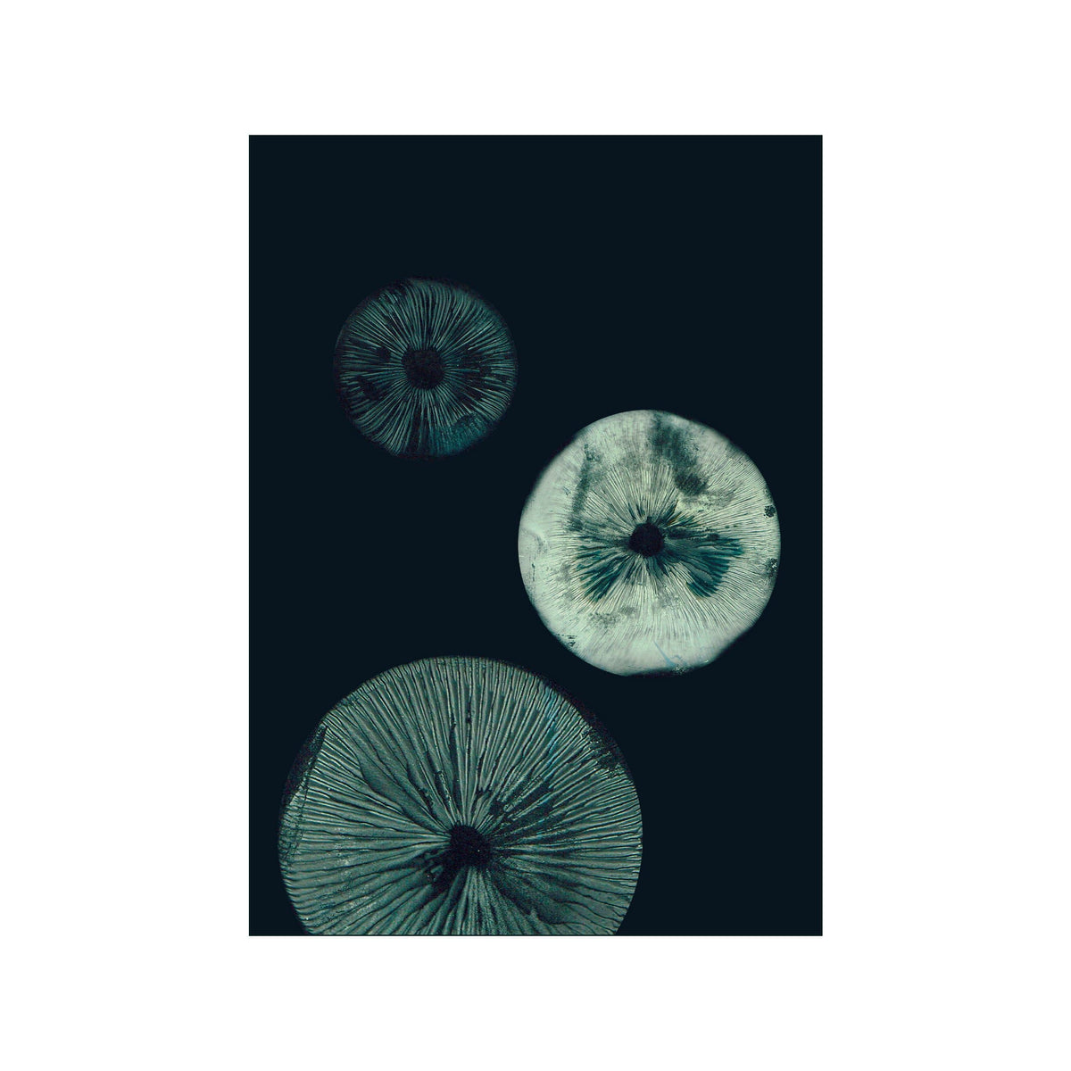 Three circular mushroom forms in dark teal and pale green on a deep background