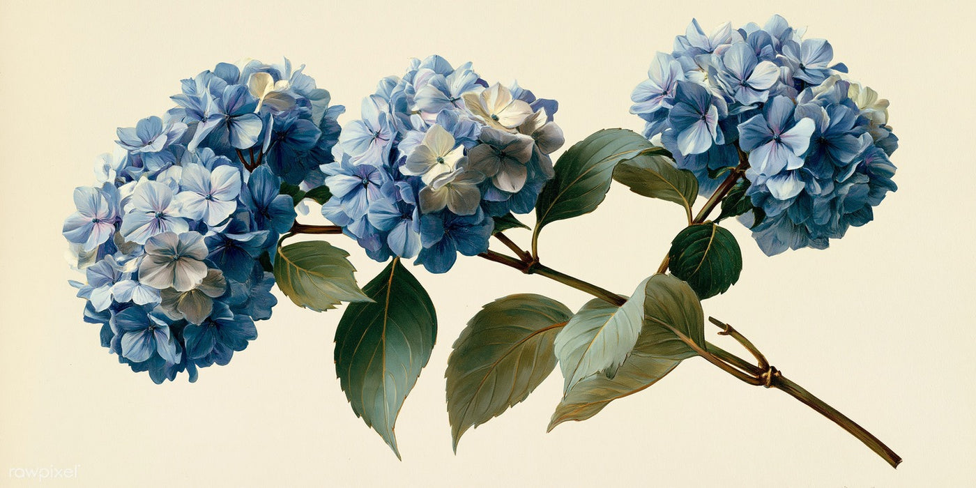 Blue Stem Study — Blue Hydrangea Canvas Wall Art