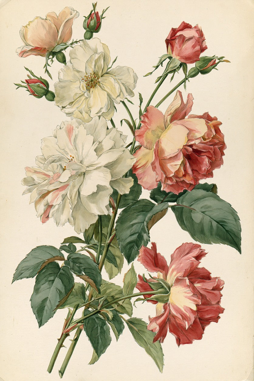 Cream and red roses with buds and layered green leaves on an ivory ground