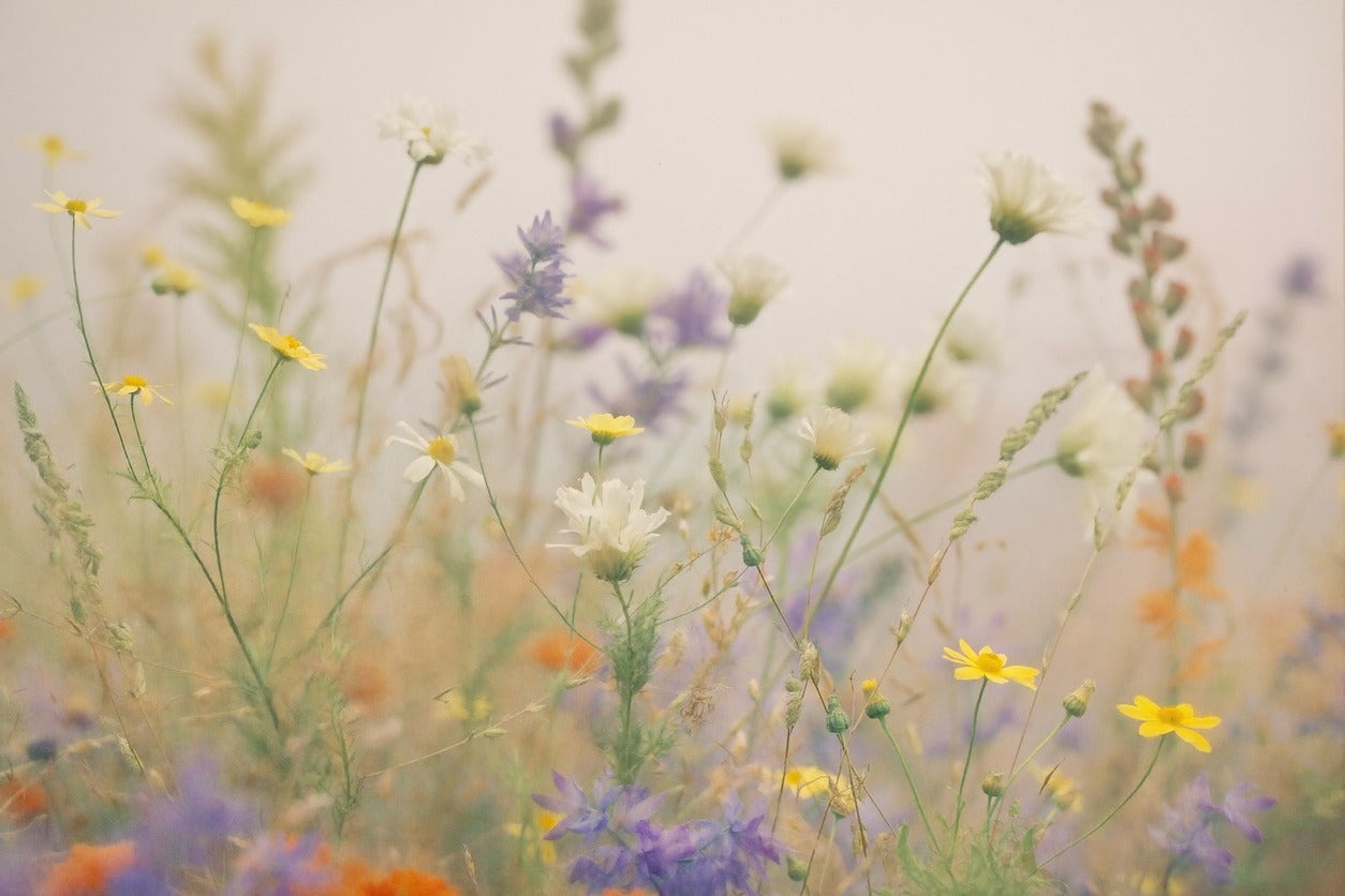 Soft Meadow — Muted Wildflower Field Canvas Wall Art