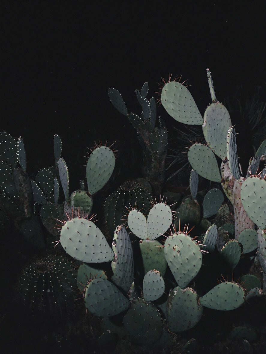 Moonlit Cactus — Moody Canvas Wall Art