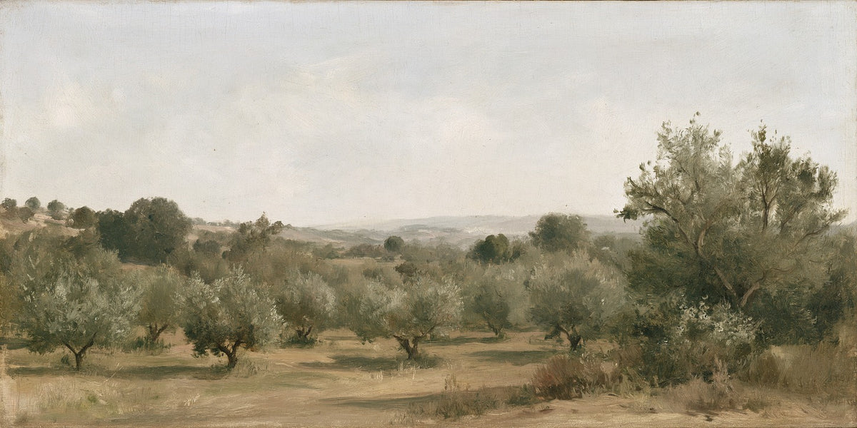Olive Rows — Orchard Landscape Canvas Wall Art