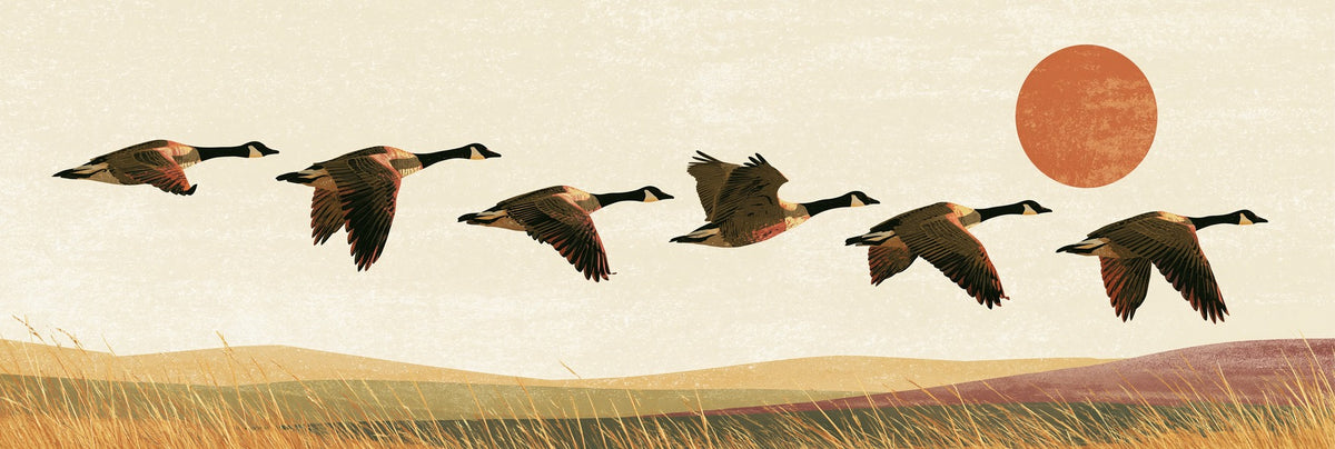 Six Canada geese flying across a cream sky beneath a rust sun, with golden grass and low hills