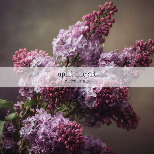 The Opulent Lilac Botanical Canvas Print
