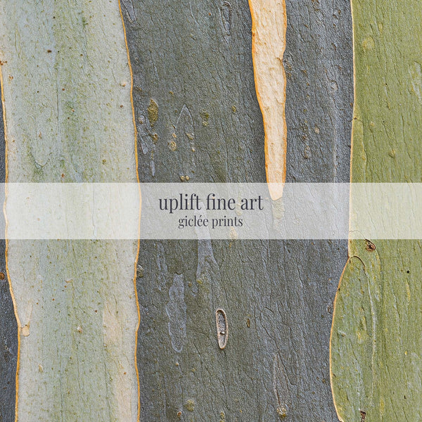 Impression d'art mural en écorce d'eucalyptus australien