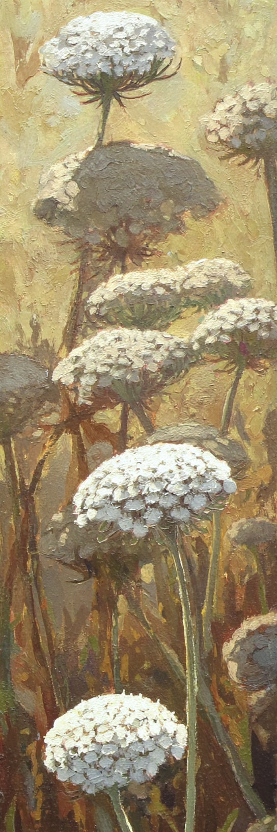 White Meadow Wildflower Canvas Print