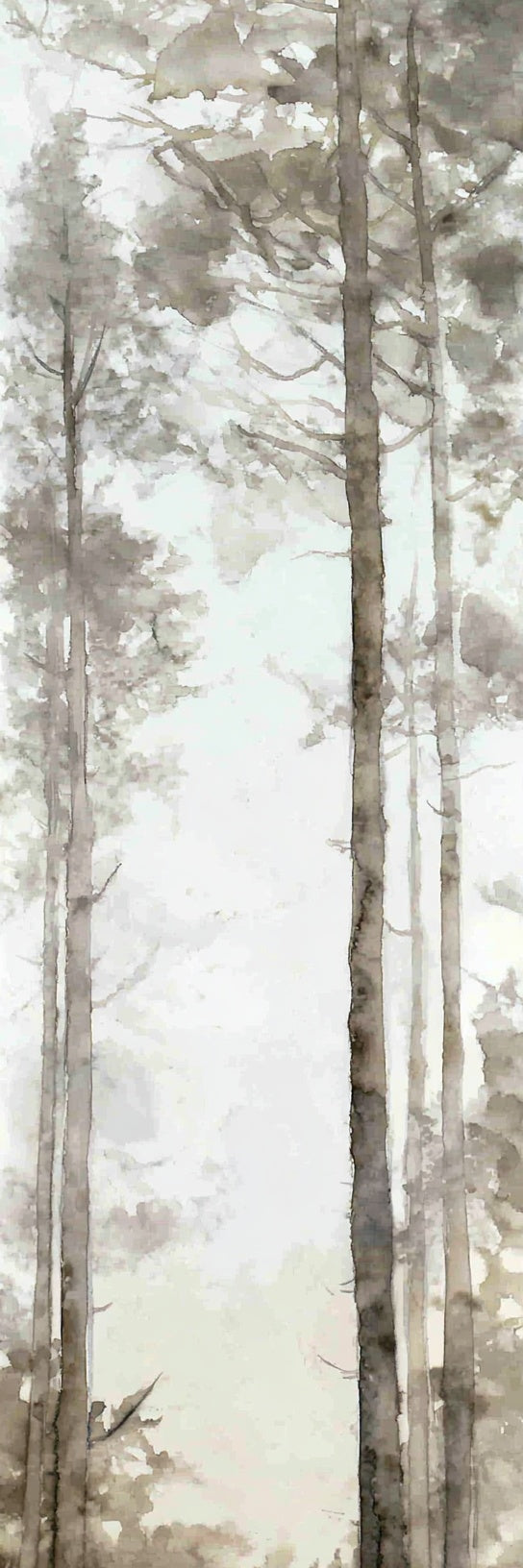 Misty Pine Forest Trees Canvas Print