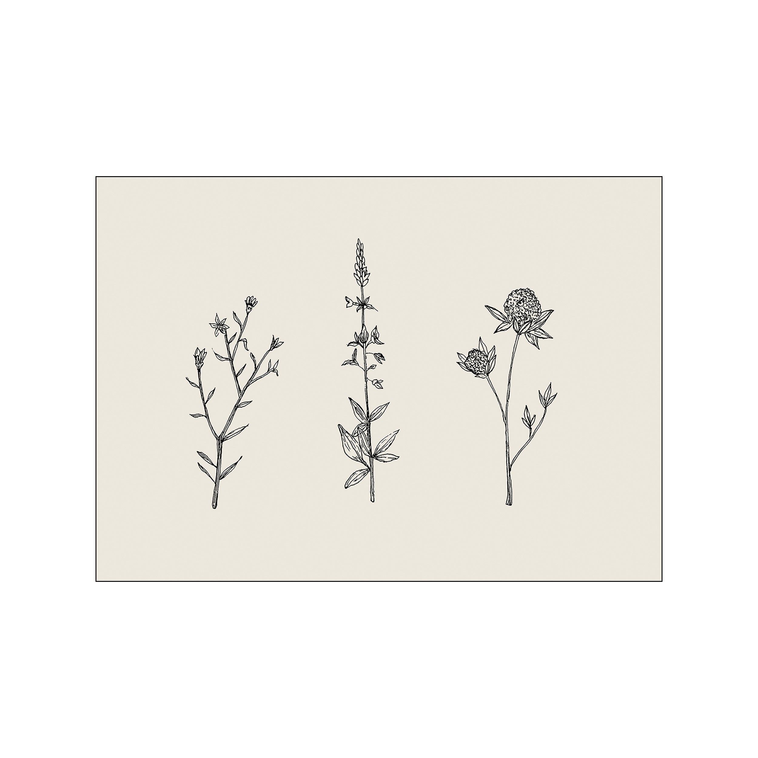 Three delicate line drawings of wildflowers stand against a creamy background. Each botanical specimen is meticulously detailed, suggesting a vintage field guide illustration.