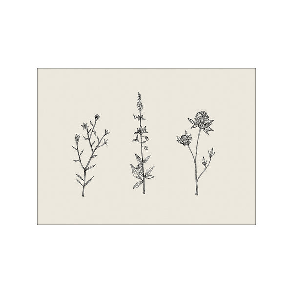 Three delicate line drawings of wildflowers stand against a creamy background. Each botanical specimen is meticulously detailed, suggesting a vintage field guide illustration.