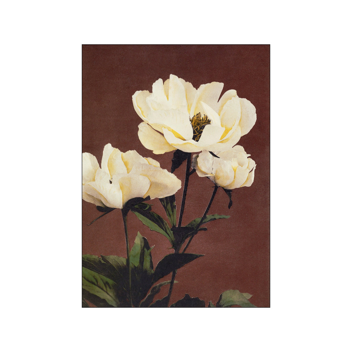 Three white peony blossoms with green leaves on a warm brown background
