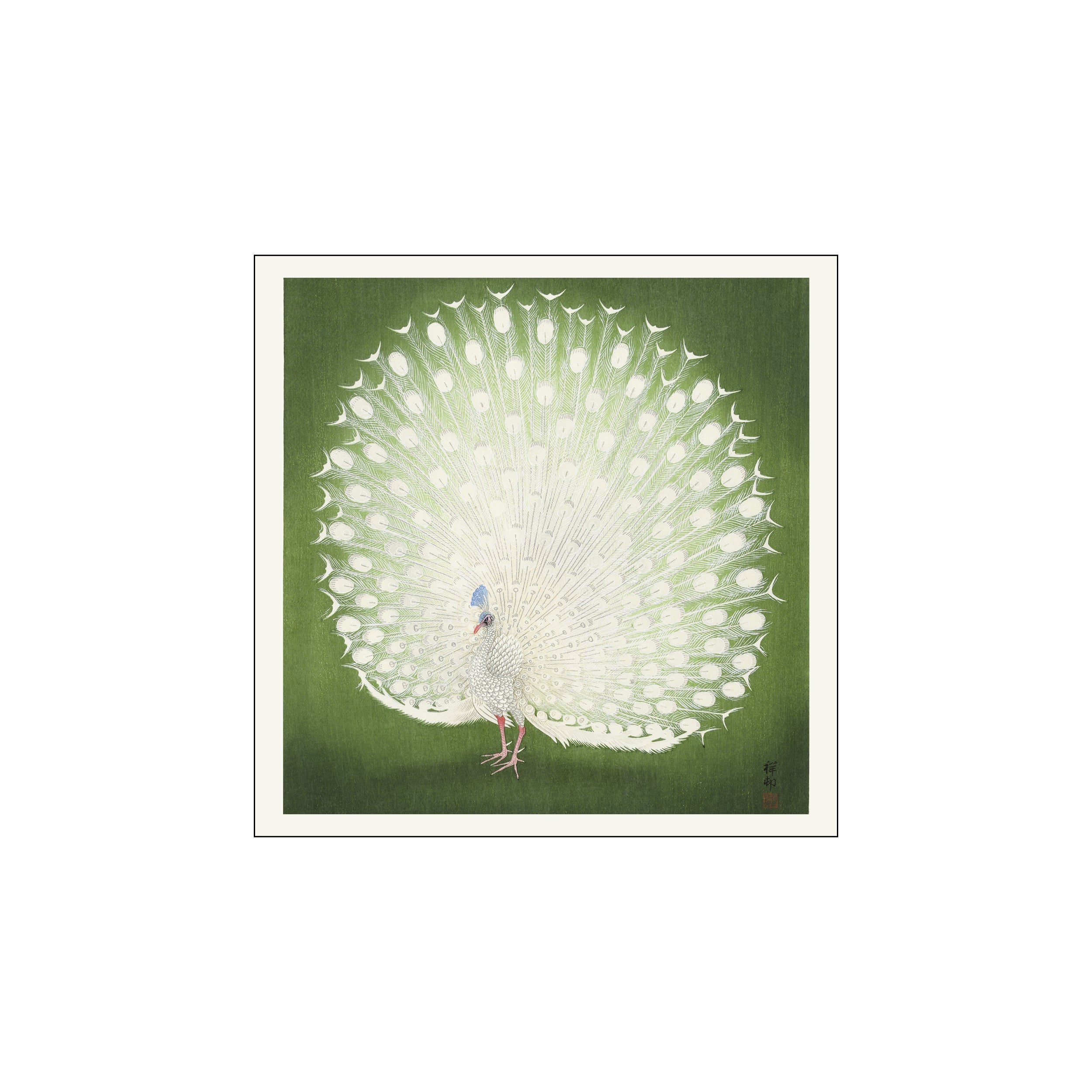 White peacock with fully fanned tail on a deep green square background