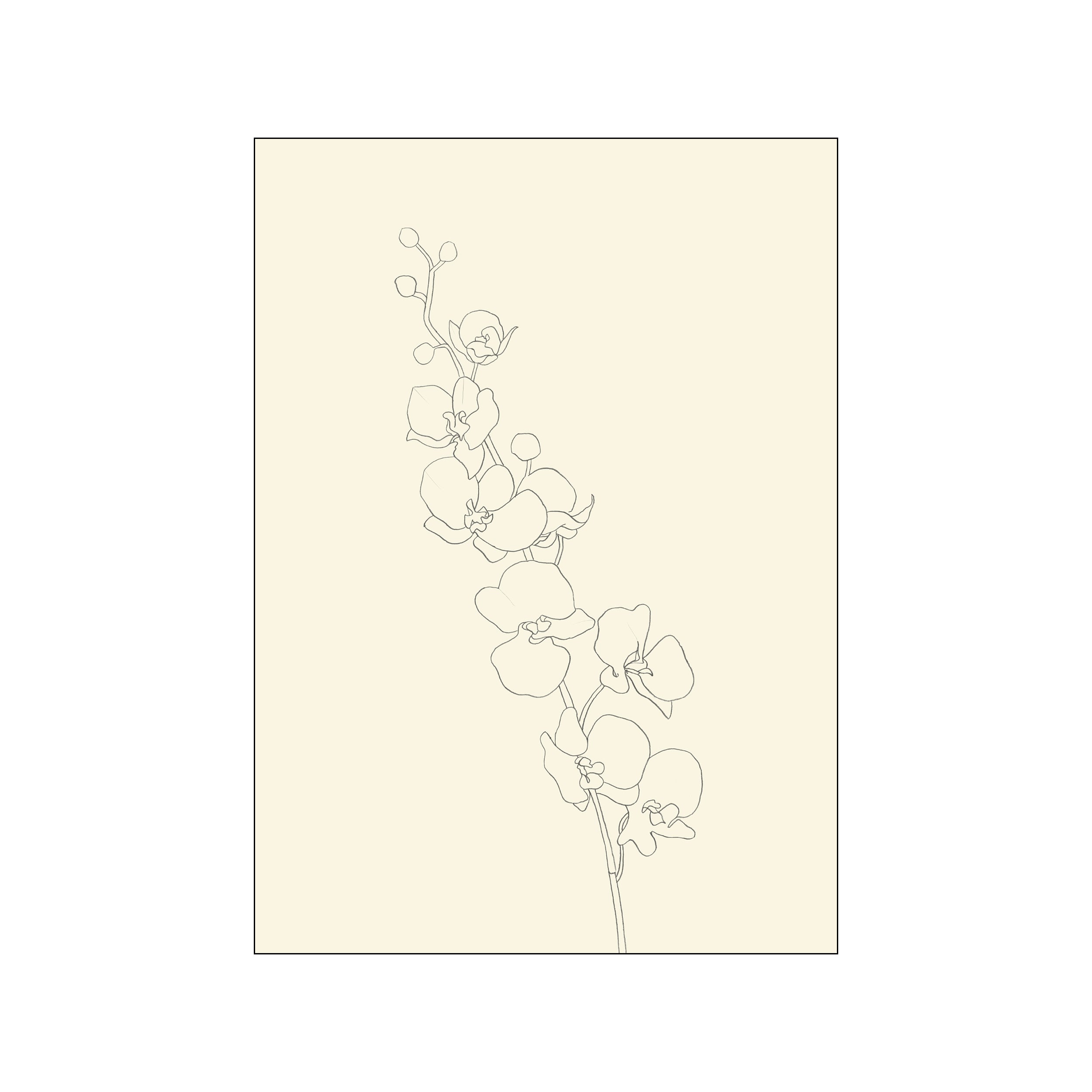 A delicate, monochromatic line drawing of an orchid branch with multiple blooms and buds against a soft, creamy beige background, evoking a sense of natural elegance and quiet sophistication.