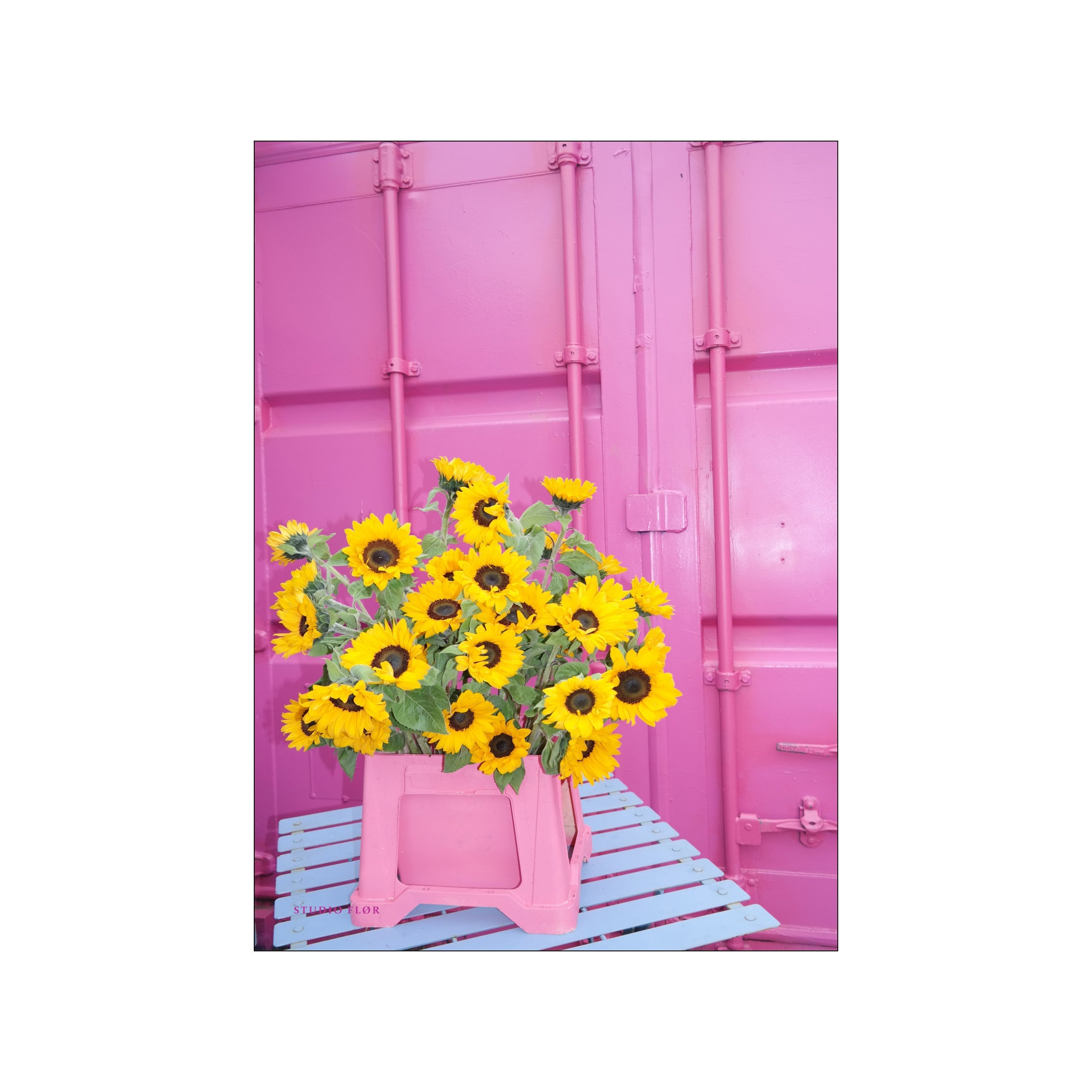 Sunflowers gathered in a pink container against a vivid pink background