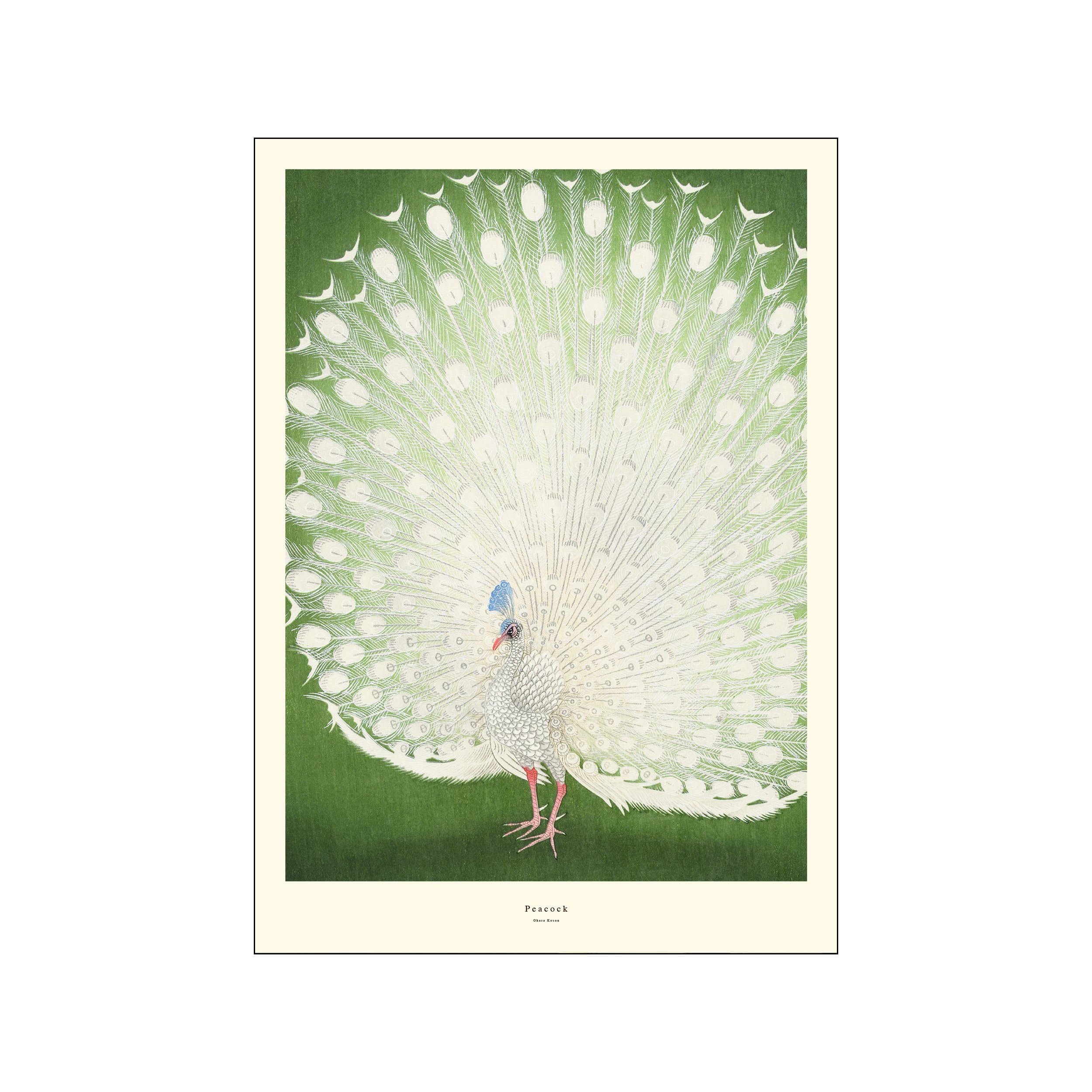 White peacock with a full green fan of feathers on a cream bordered poster
