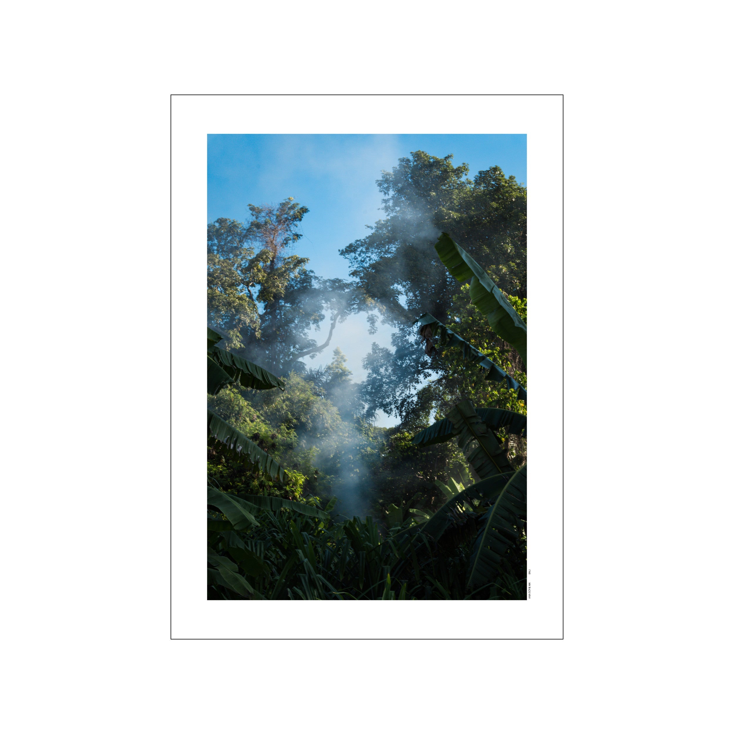A lush jungle scene with vibrant green foliage and tall trees, illuminated by soft light filtering through a misty atmosphere against a bright blue sky.