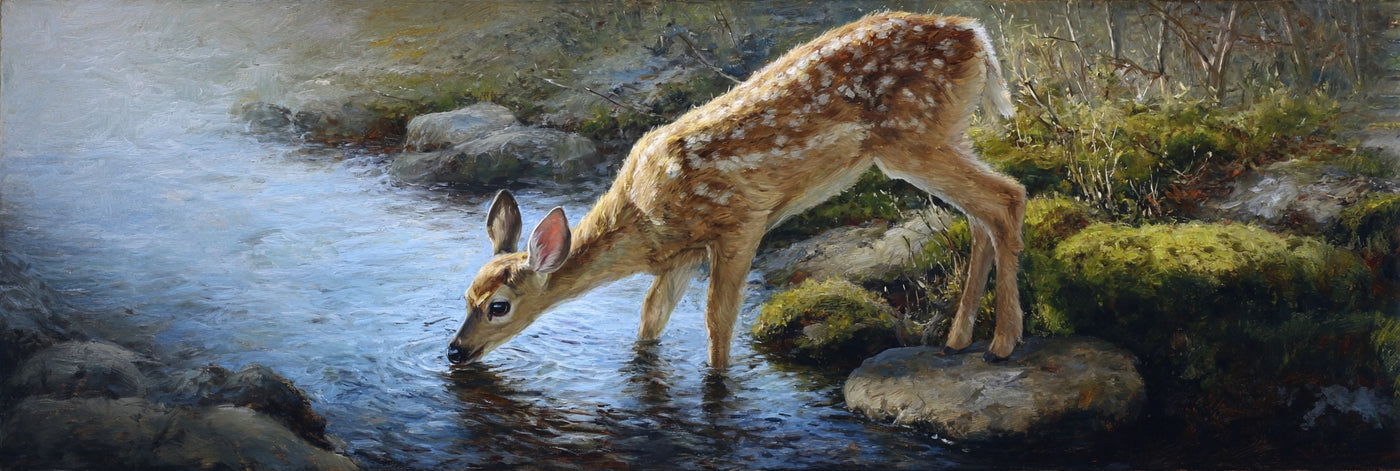 Fawn Drinking at Stream Canvas Print