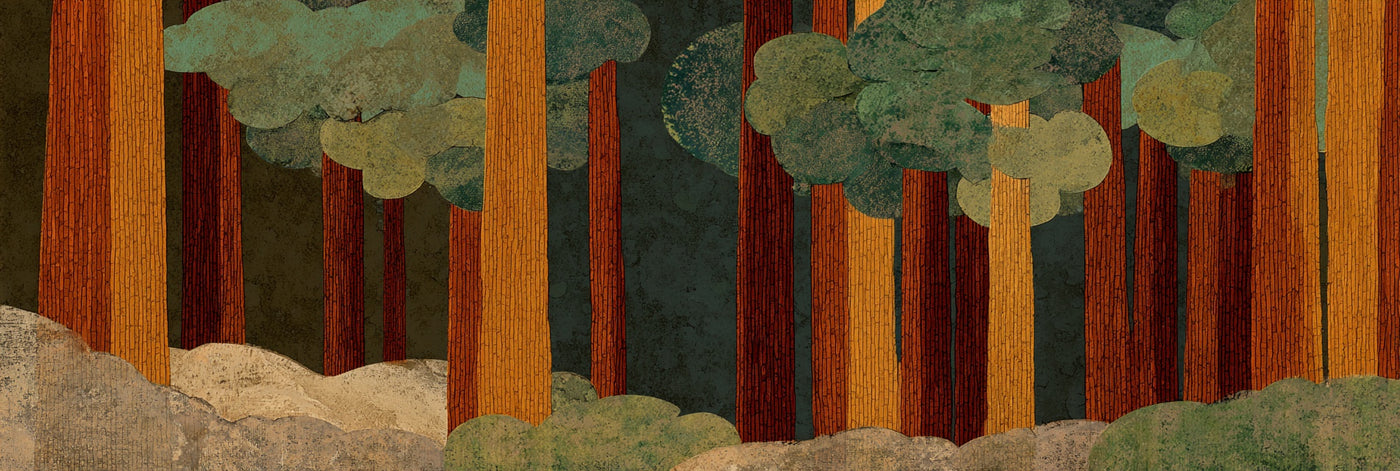 Redwood Forest Canvas Print