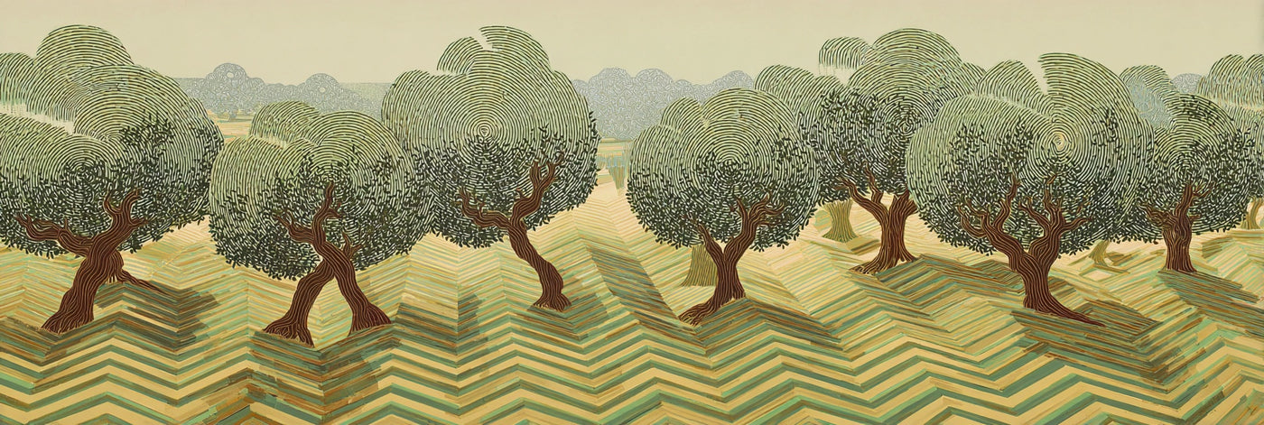 Olive Grove Landscape Canvas Print