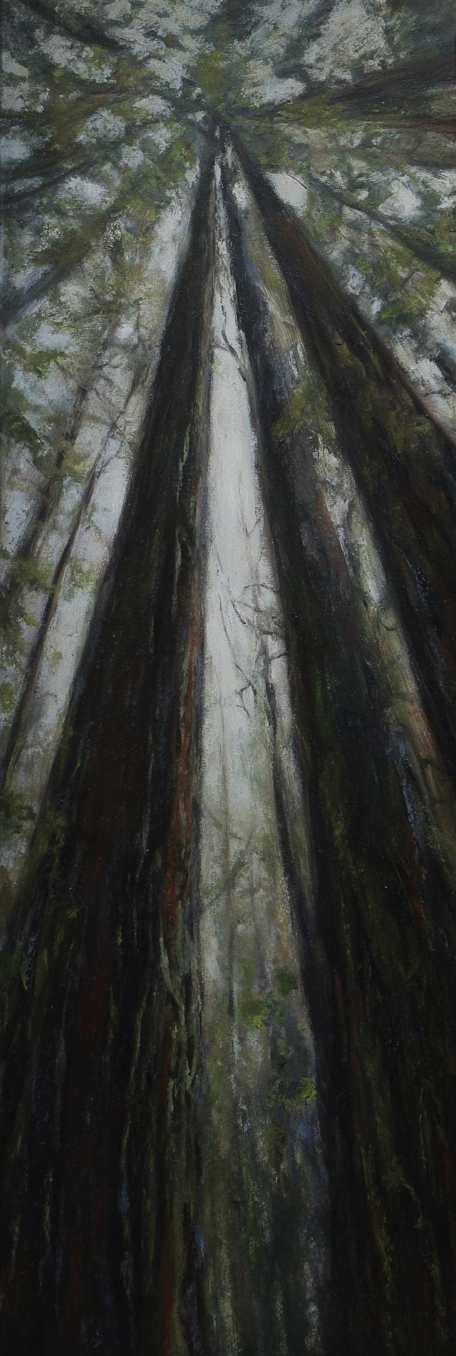Redwood Forest Canopy Canvas Print