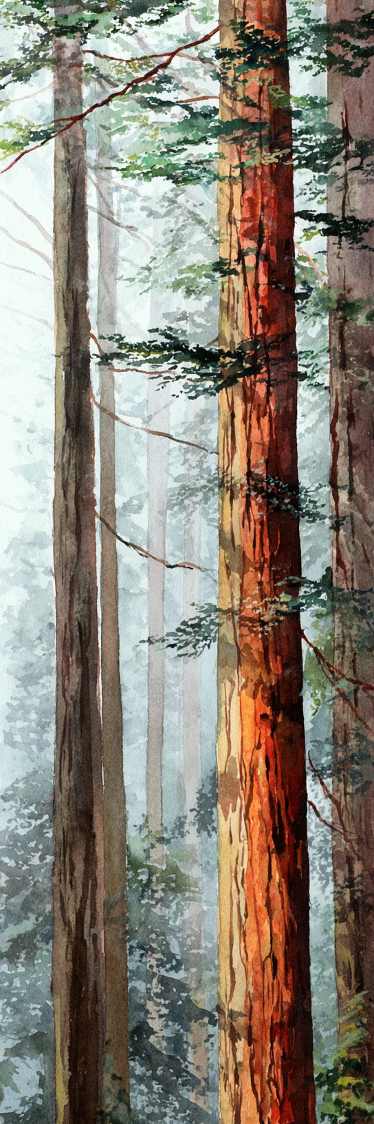 Redwood Forest Mist Canvas Print