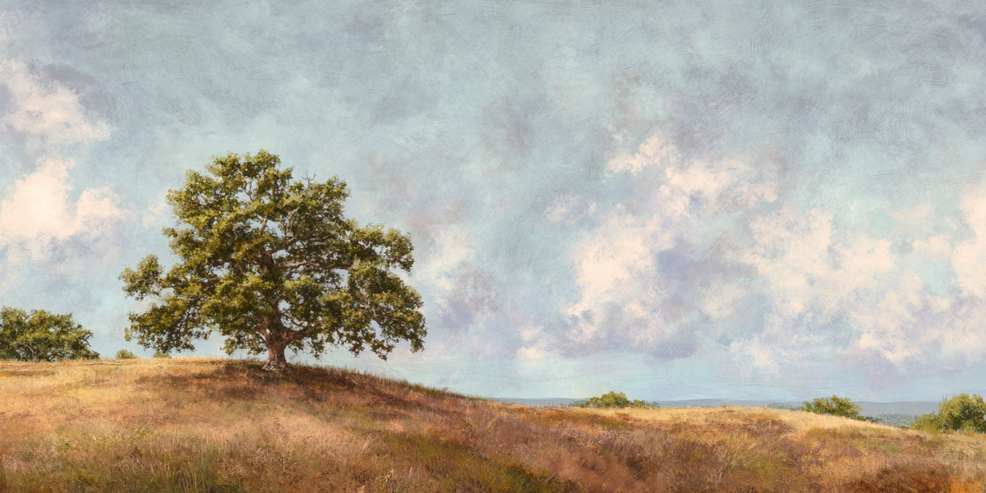 Solitary Oak Field Canvas Print
