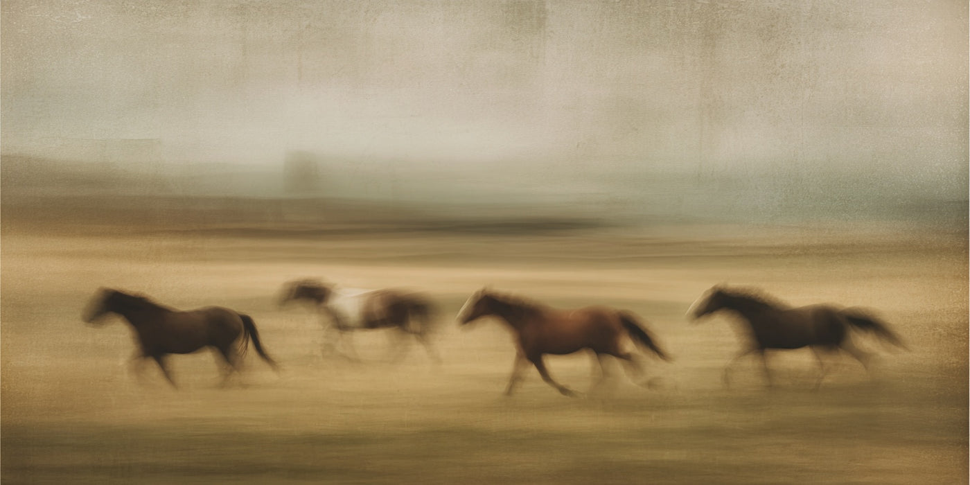 Galloping Horses Field Canvas Print