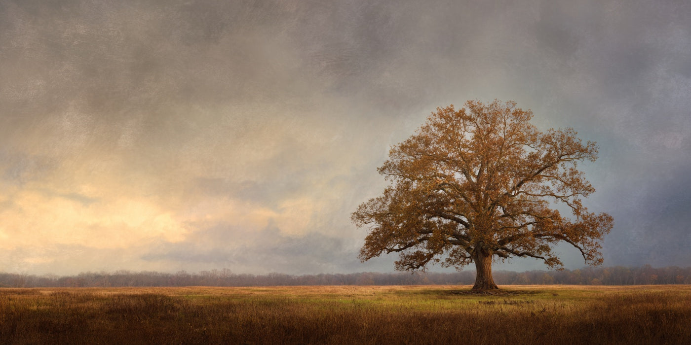 Golden Oak Field Leinwanddruck