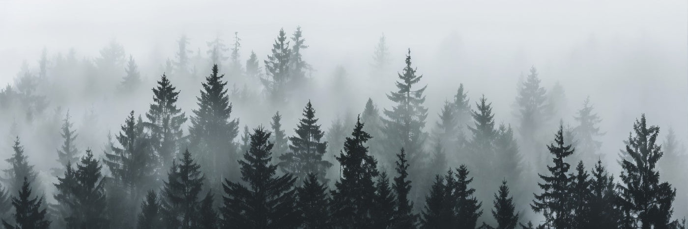 Leinwandbild „Misty Pines“