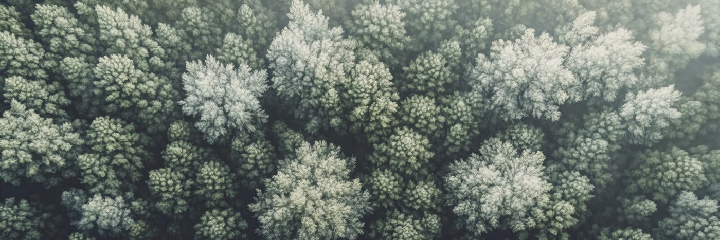 Winter Forest Canvas Wall Art