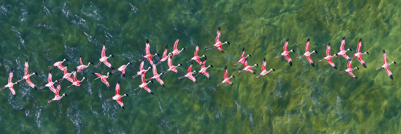 Flamingos Flying Over Emerald Ocean Art Print Canvas Art
