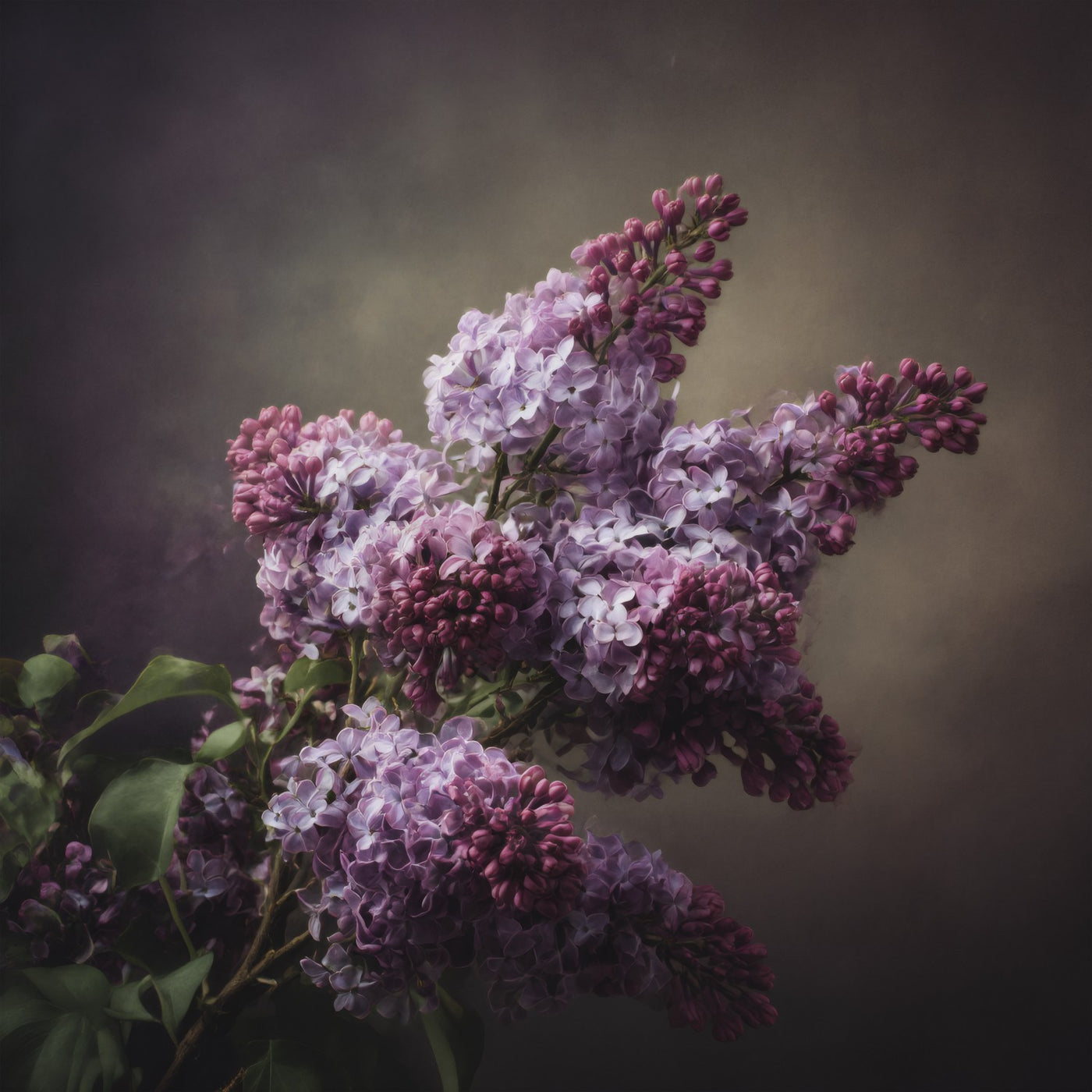 Der opulente botanische Leinwanddruck „Flieder“