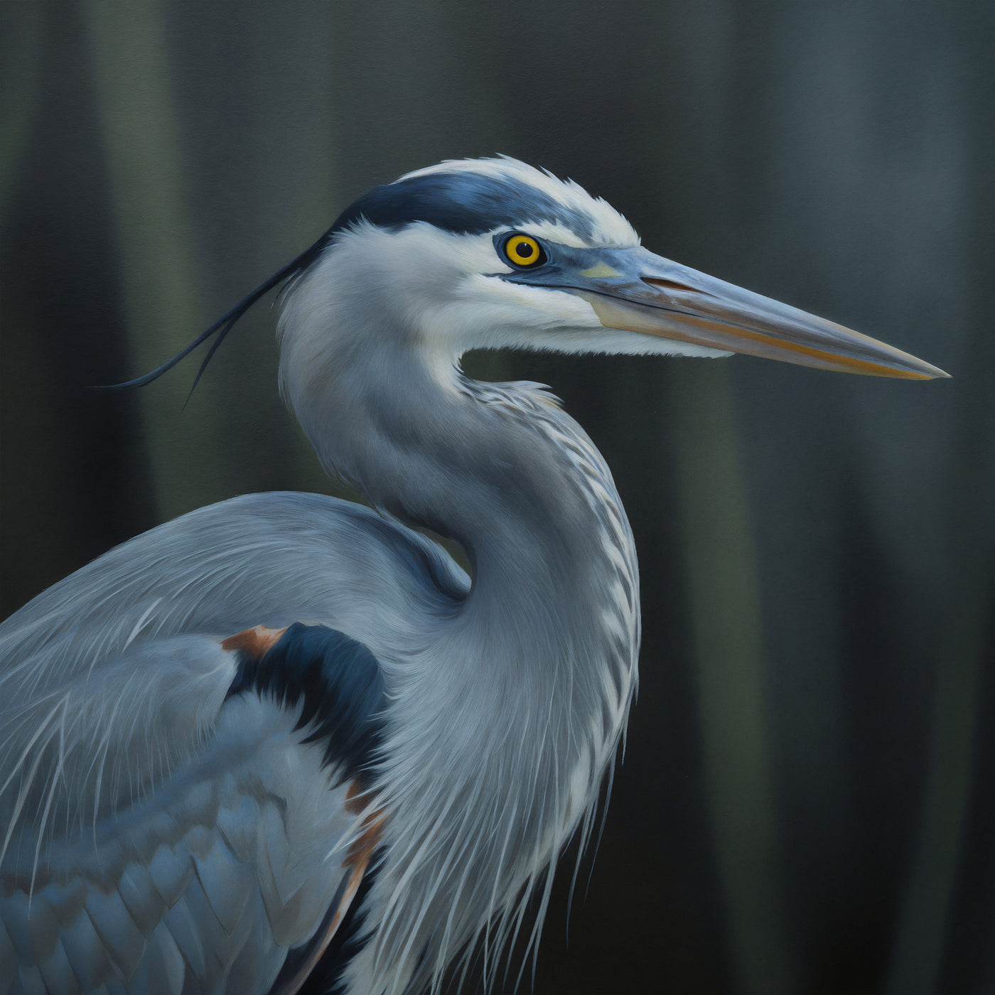 Blue Heron Portrait Canvas Art Print