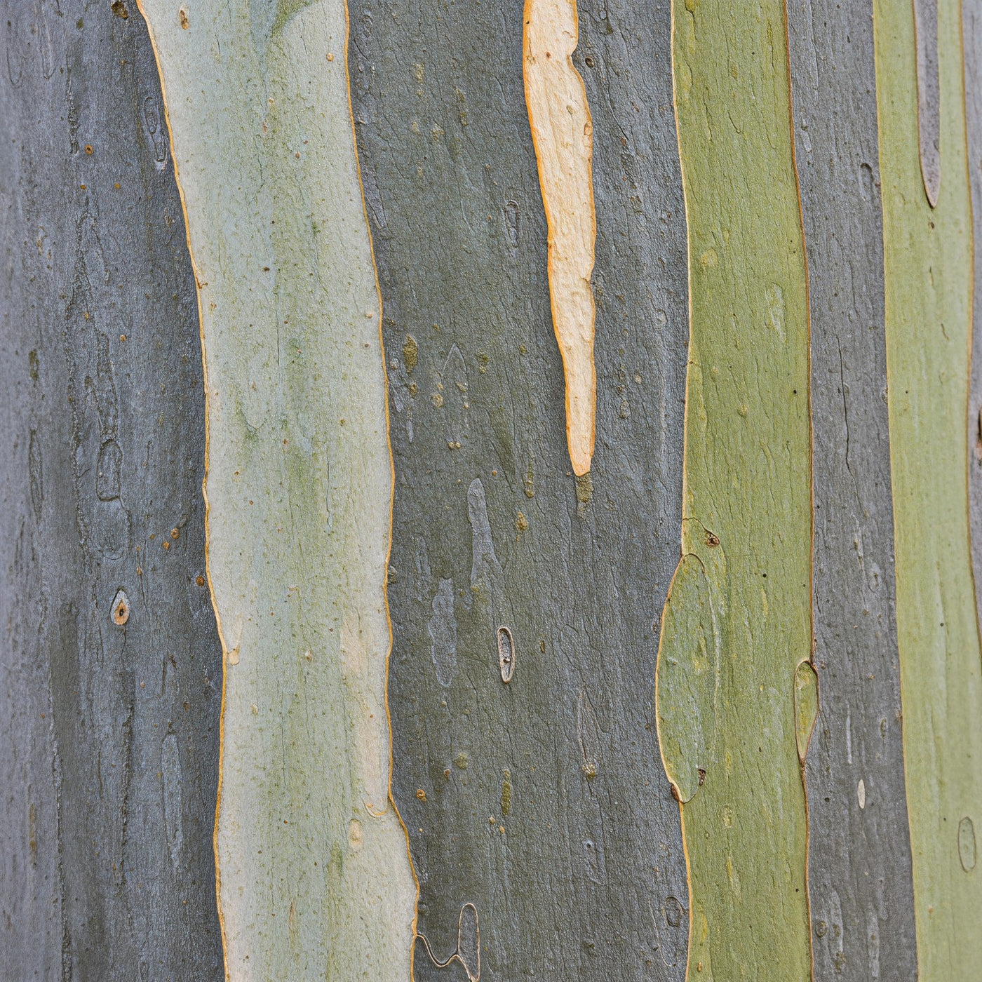 Australian Eucalyptus Bark Wall Art Print